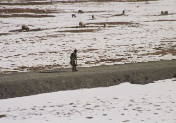 A shepherd with his sheep.